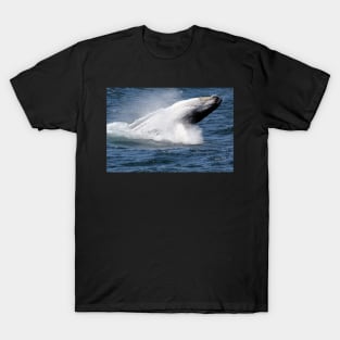 Humpback whale breaching off Eden, NSW T-Shirt